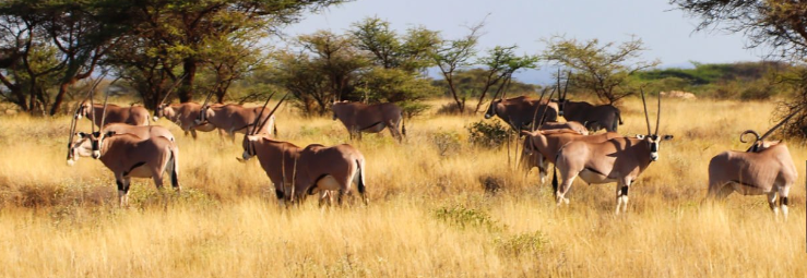 Wildlife to see in the Great Rift Valley: elephants, lions, flamingos, and diverse bird species in stunning landscapes
