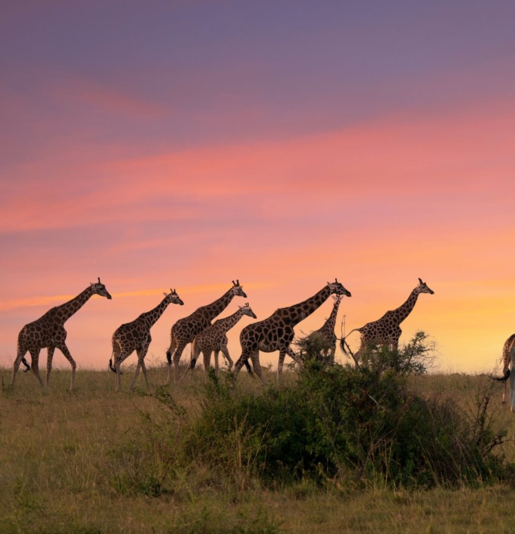 15-day Uganda safari adventure: Track gorillas in Bwindi, spot tree-climbing lions, raft the Nile & explore diverse national parks