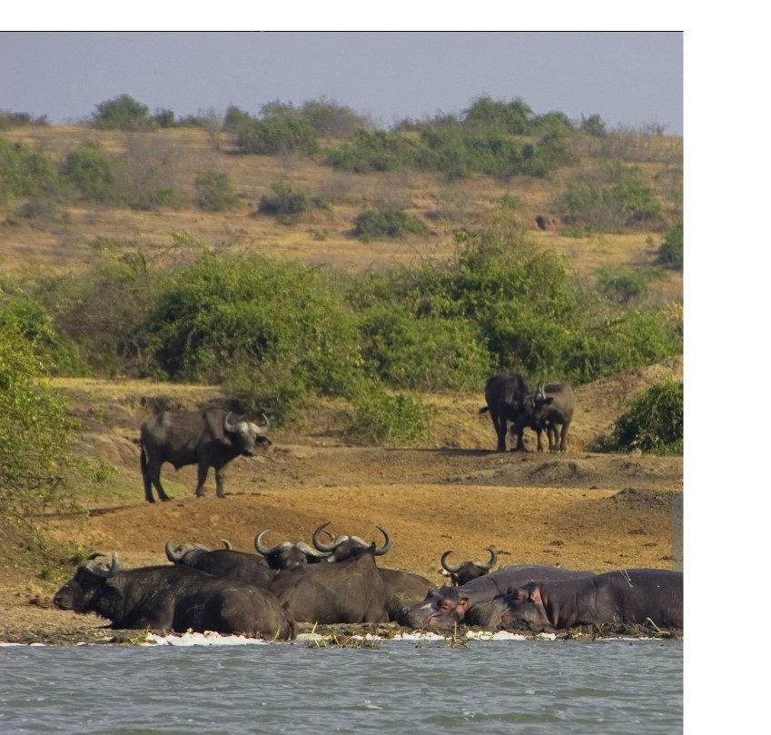 2-Day Uganda Safari to Queen Elizabeth National Park