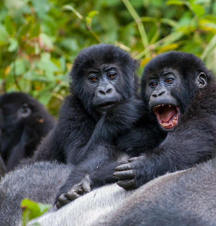 2-Day Rwanda Gorilla Trek: Unforgettable Encounter in Volcanoes National Park