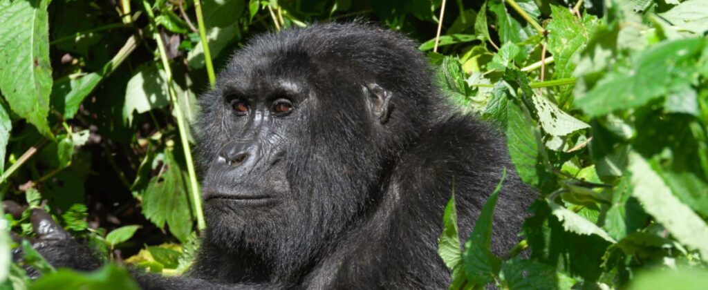 3-day Uganda gorilla safari in Bwindi rainforest