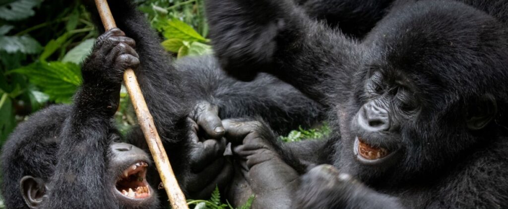 Uganda Gorilla Habituation Experience - 3 Day Tour