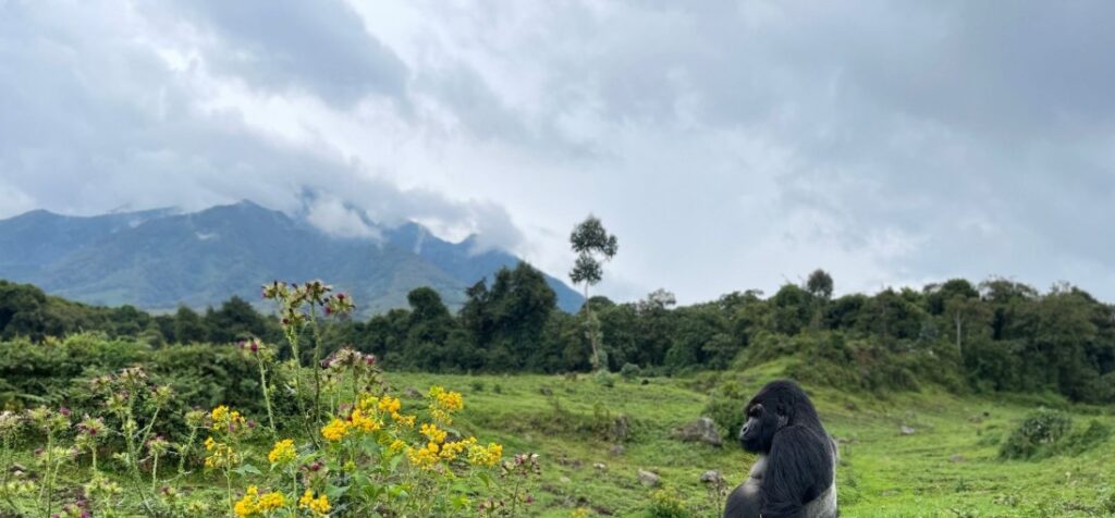 3-day Rwanda Gorilla trekking, Kigali city tour, and Iby'Iwacu cultural immersion in the heart of Volcanoes National Park.