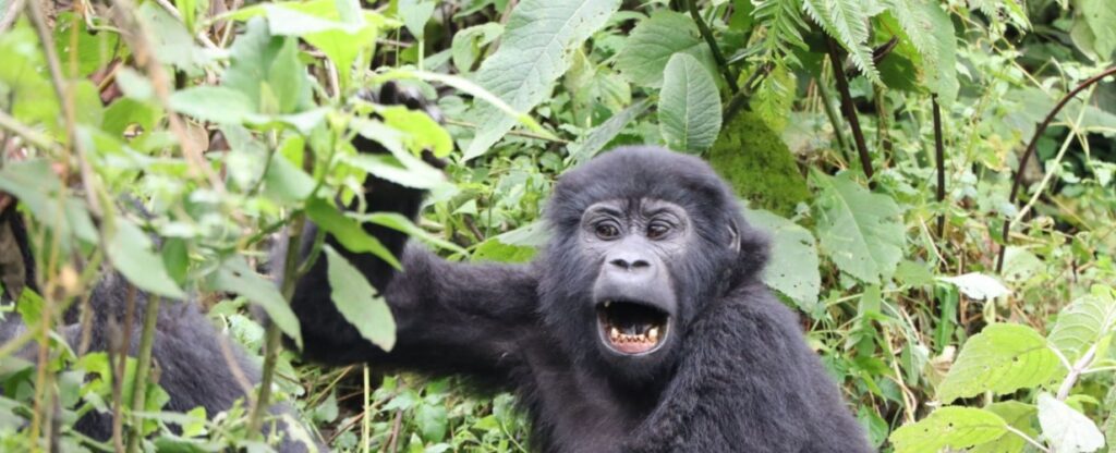 Experience Uganda's primates on a 5-day safari tracking chimps & gorillas with Batwa culture and Bigodi wetlands included. Reserve today