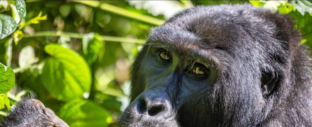 1 Day Gorilla Tour Uganda