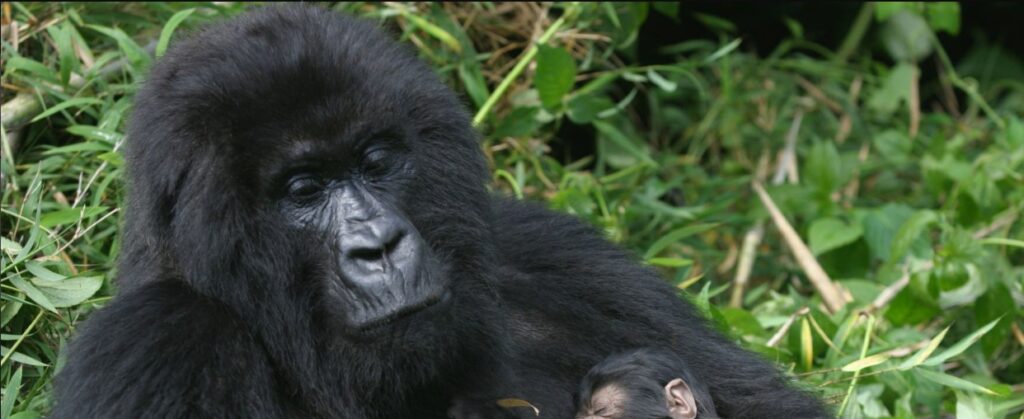 Experience 1 Day Gorilla Tour Rwanda: An Unforgettable Wildlife Adventure
