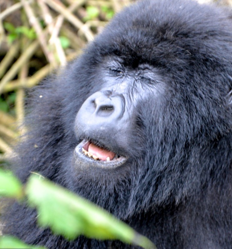 Tourists observing mountain gorillas during a 1 Day Short Gorilla Trip in dense African forest