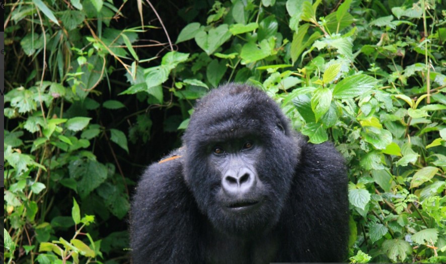 Mountain gorilla family in Volcanoes National Park observed during an unforgettable 2 Days Gorilla Trekking adventure.