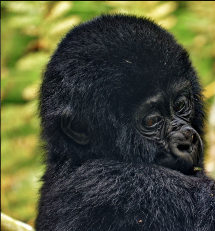 3 Days Rwanda Gorilla Tour and Golden Monkeys in Volcanoes National Park