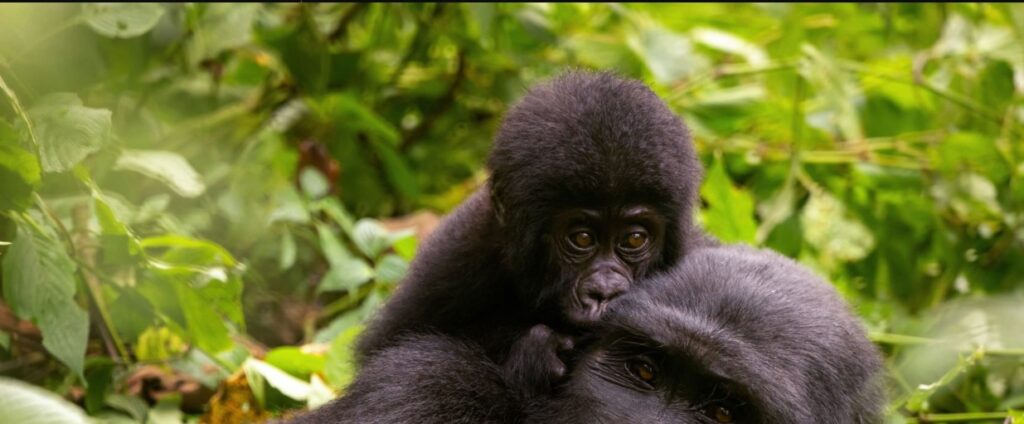 A family of mountain gorillas during an inspiring 3 Days Rwanda Gorilla safari.