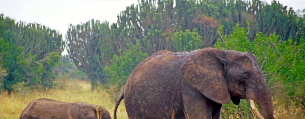 Elephants grazing in Queen Elizabeth National Park during a 5-day Uganda safari