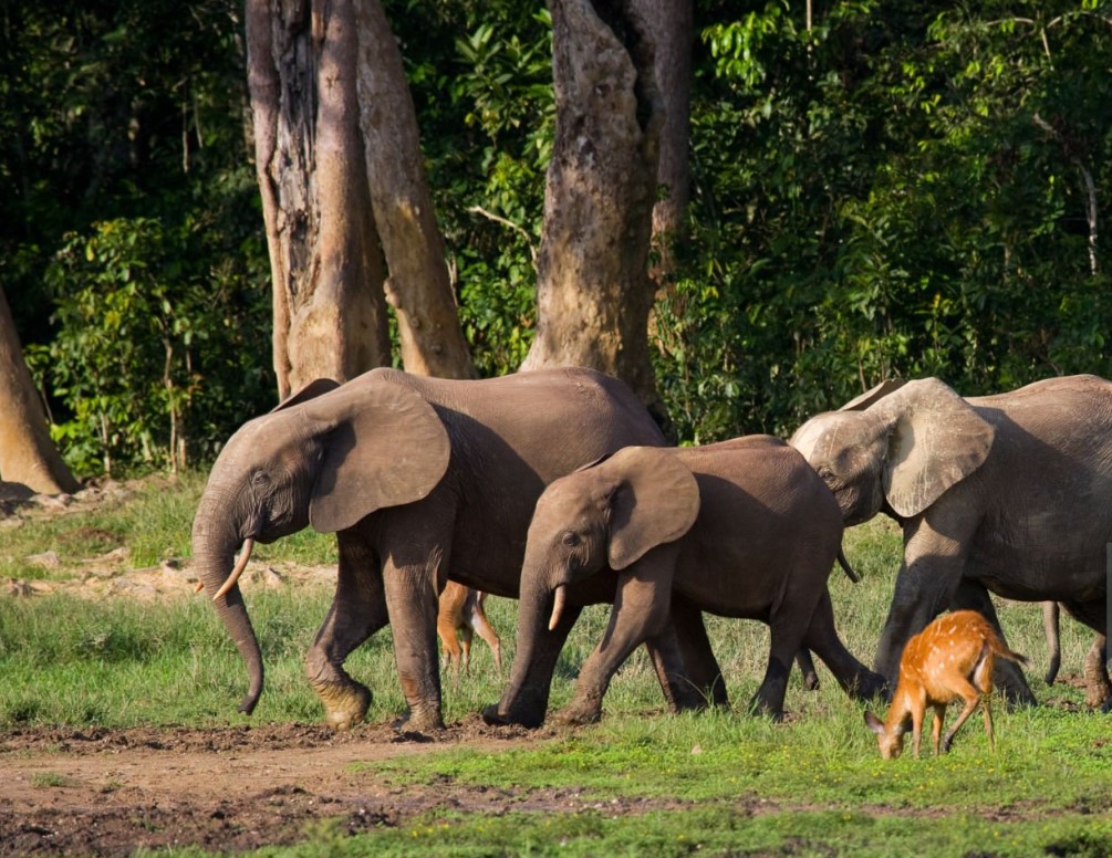 Your 5-day Congo safari itinerary: track gorillas in Virunga National Park and summit an active volcano for an unforgettable adventure.