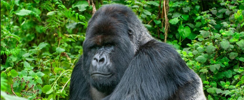 Tourists trekking mountain gorillas in Bwindi Impenetrable National Park during a 6 Days Uganda Safari.
