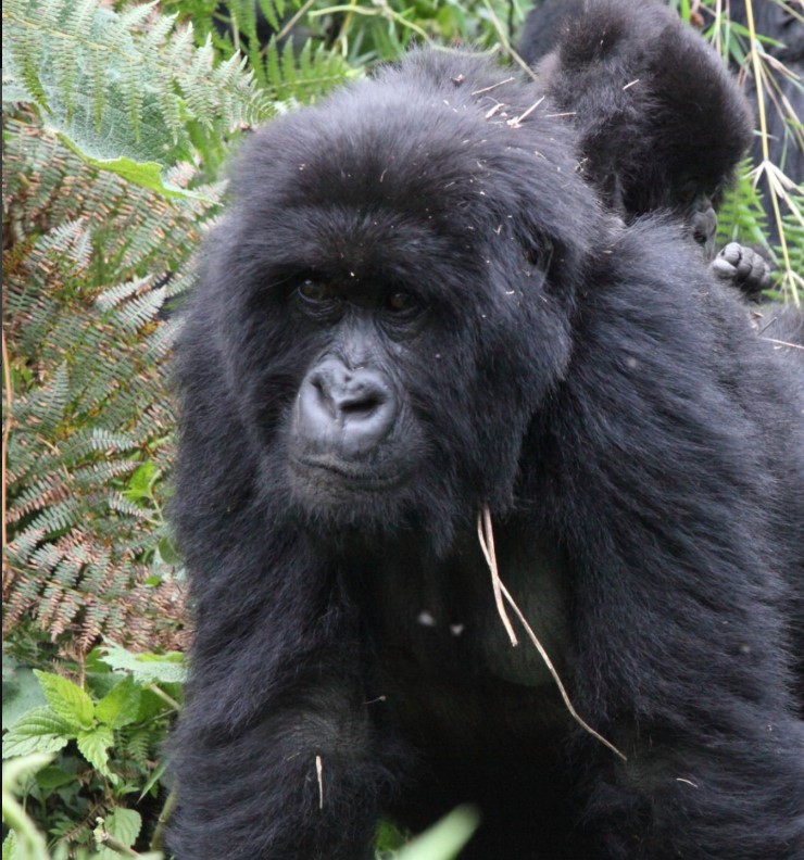 Tourists enjoy gorilla trekking and wildlife viewing during a 6 Days Rwanda Safari adventure.