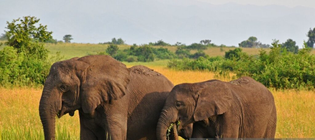 Tourists on a boat safari along the Kazinga Channel during a 6 Days Uganda Wildlife Safari.