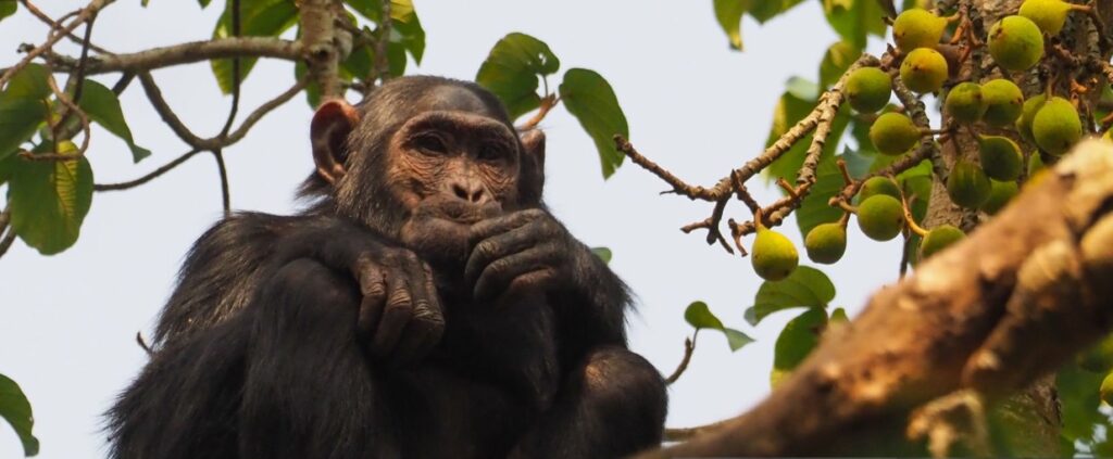 Tourists trekking gorillas during the 7 Days Uganda Primates Tour in Bwindi Forest.