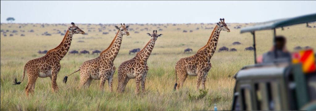 Tourist viewing mountain gorillas in Bwindi and lions in the Masai Mara savannah during an 8-day East Africa safari.