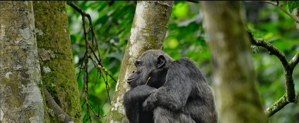 Tourist tracking gorillas in Bwindi Forest during an 8 Days Uganda Primates Safari.