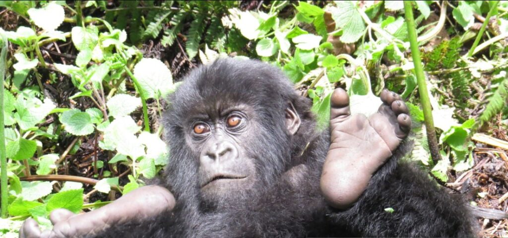Traveler during 7 Days Gorilla Trekking Rwanda adventure encounters mountain gorillas in Volcanoes National Park.