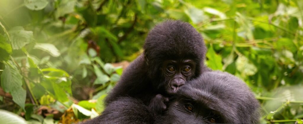Chimpanzees playing in Kibale Forest on a 12 days Uganda safari adventure through Uganda.