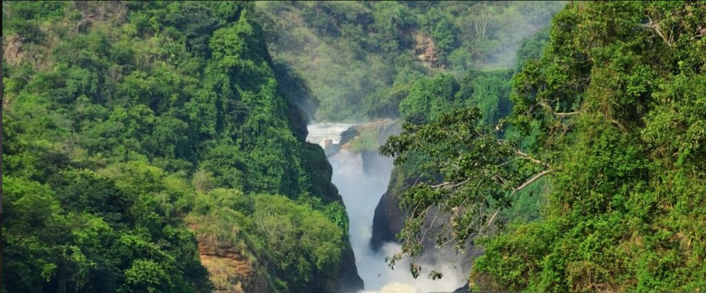 Tourists trekking gorillas in Bwindi Forest during a 6 Days Uganda Safari