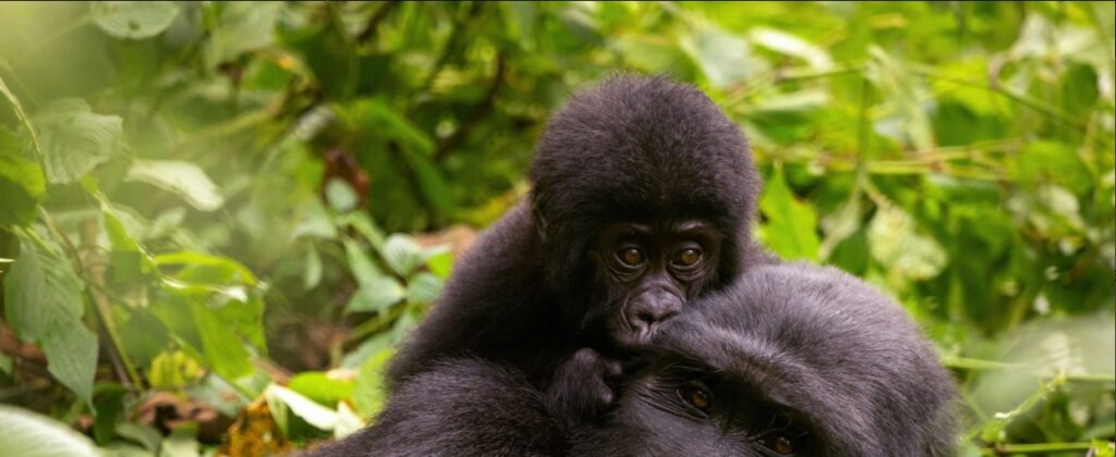 Tourists on a 2 Days Bwindi Gorilla Trek watching mountain gorillas in the rainforest.