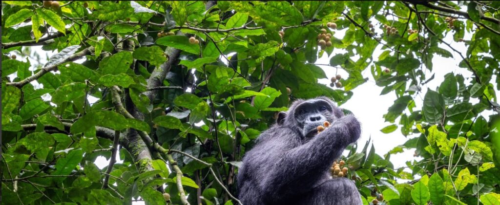 Tourists enjoying chimpanzee trekking in Kibale Forest on a 3 Days Uganda safari.