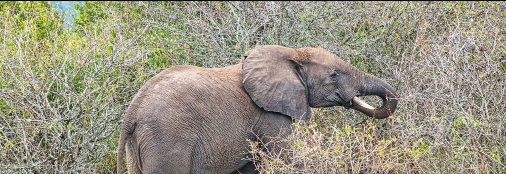 Tourists on a 4 Days Queen Elizabeth Safari spotting elephants near Kazinga Channel Uganda