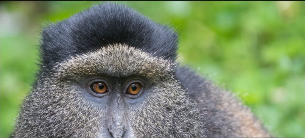 Tourist enjoying gorilla trekking during a 5 Days Rwanda Primates Tour in Volcanoes National Park.