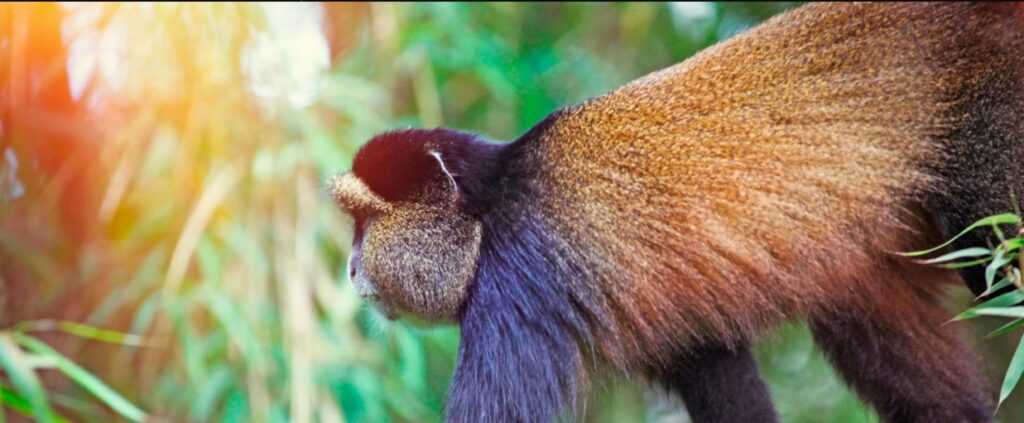 Tourists enjoy 4 Days Rwanda Gorilla Tour and Golden Monkeys in Volcanoes National Park Rwanda