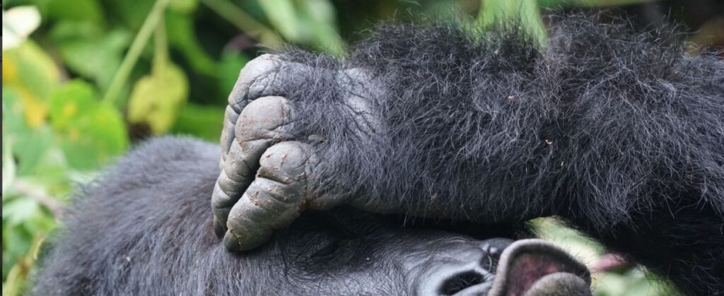 Tourists enjoying 3 Days Gorilla Habituation Experience in Bwindi Impenetrable Forest Uganda.