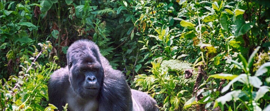 Traveler viewing mountain gorillas in Virunga rainforest during 4 Days Nyiragongo and Gorillas safari adventure.