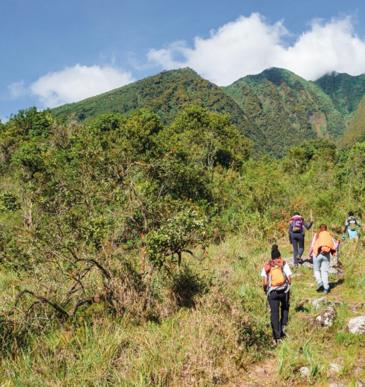 Tourists trekking in Mgahinga forest during 3 Days Gorilla Trekking experience