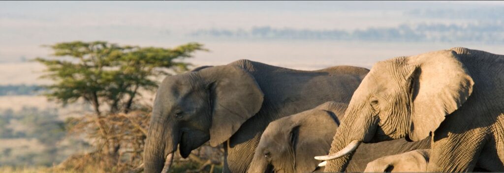 8 Days Gorillas and Kenya Safari with trekking and game drives