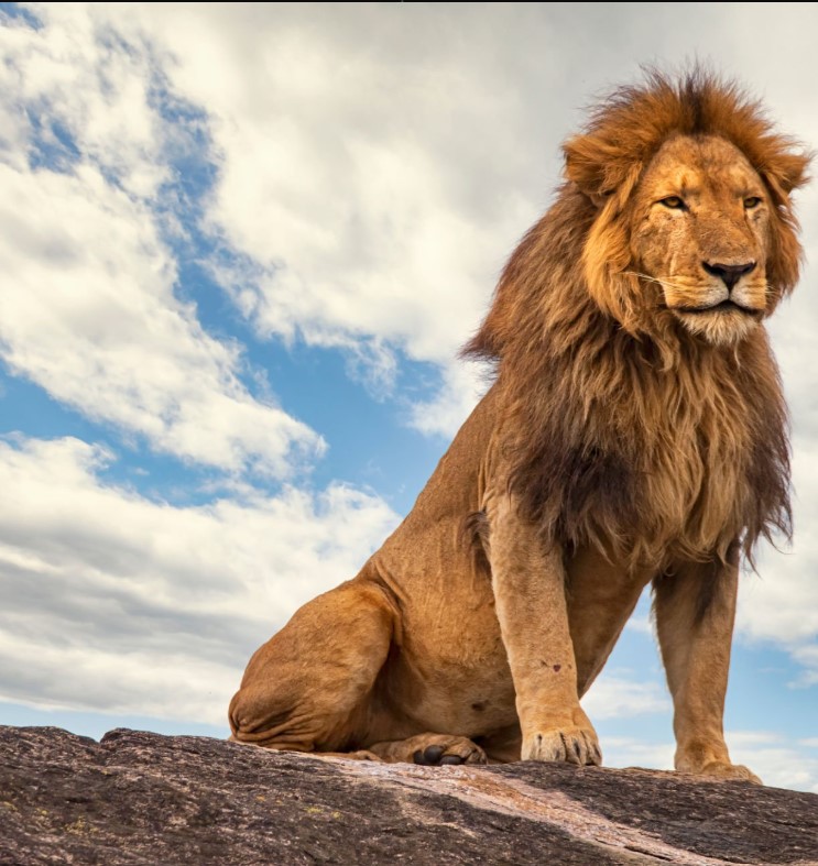10 days Rwanda Uganda Safari with gorilla trekking, chimpanzees, lions, and boat cruise adventures.