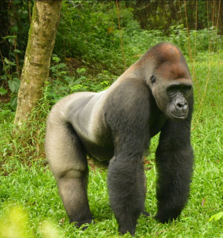 Tourists trekking through Congo’s rainforest during a 3 Days Lowland Gorilla Trek in Kahuzi-Biega National Park.