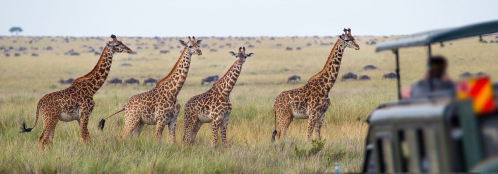 Travelers on 7 Days Masai Mara and Gorillas safari witnessing wildlife and gorilla trekking.