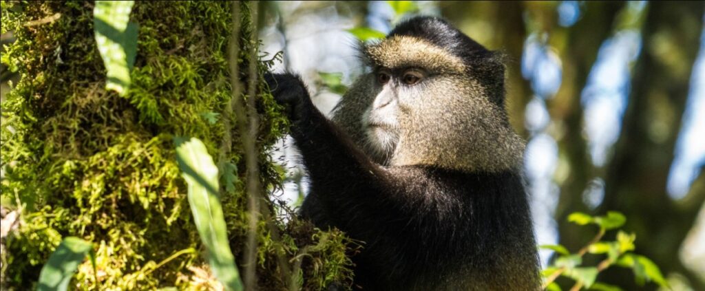 Experience 5 days of gorilla trekking, golden monkey tracking, and Rwandan culture in Volcanoes National Park.