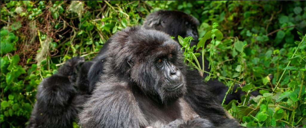 Tourists on a 3 Days Rwanda Gorilla Safari trekking mountain gorillas in Volcanoes National Park Rwanda.