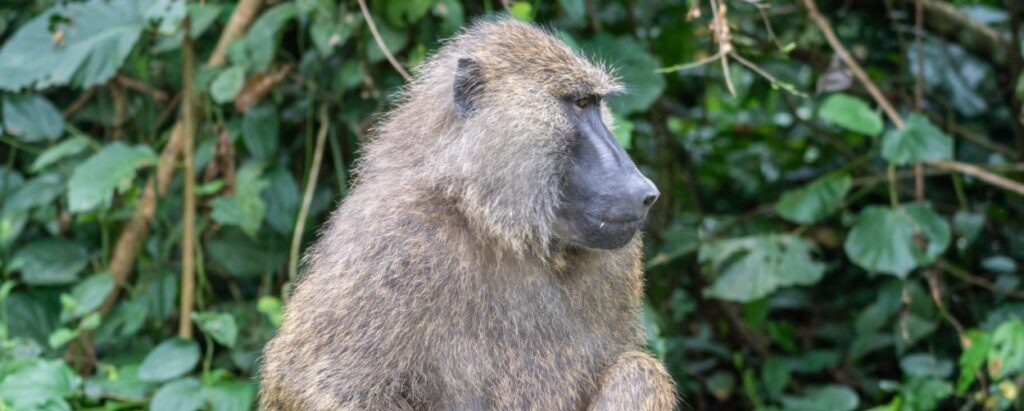 Tourists enjoying gorilla trekking, wildlife viewing, and Lake Kivu landscapes on a 7 Days Best of Rwanda Safari.