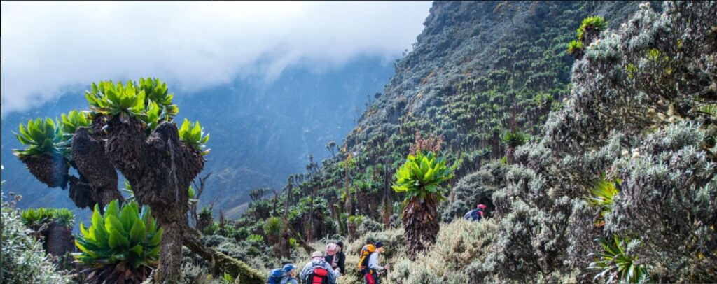 “Hiker ascending the Rwenzori Mountains toward Margherita Peak under misty skies.