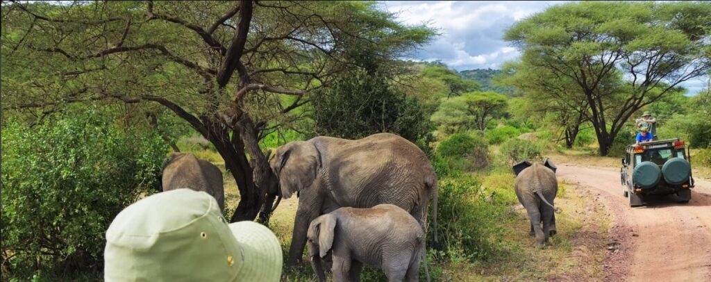 Tourists trekking gorillas in rainforest during 6 Days Tanzania and Gorilla Trek adventure.