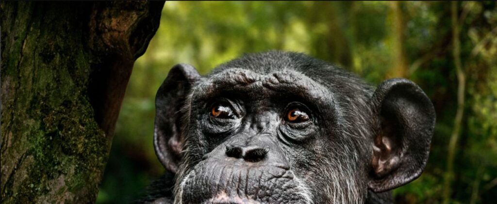 Tourist watching mountain gorillas during 5 Days Uganda Primates Safari in Bwindi Forest.