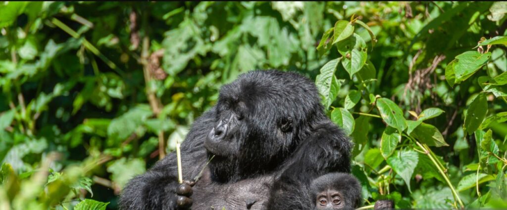 Mountain gorilla during a 5 days Uganda Rwanda safari trekking tour in Bwindi Impenetrable Forest.