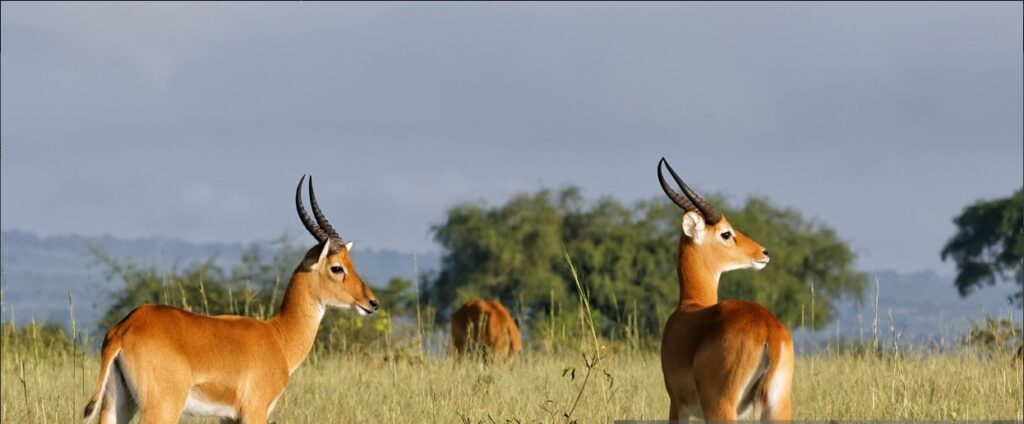 Tourists on a game drive during a 5 Days Uganda Safari in Murchison Falls National Park.