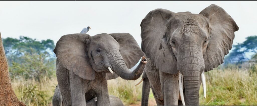 Tourists watching elephants during a game drive in Queen Elizabeth National Park during a 9 Days Uganda Wildlife Safari.