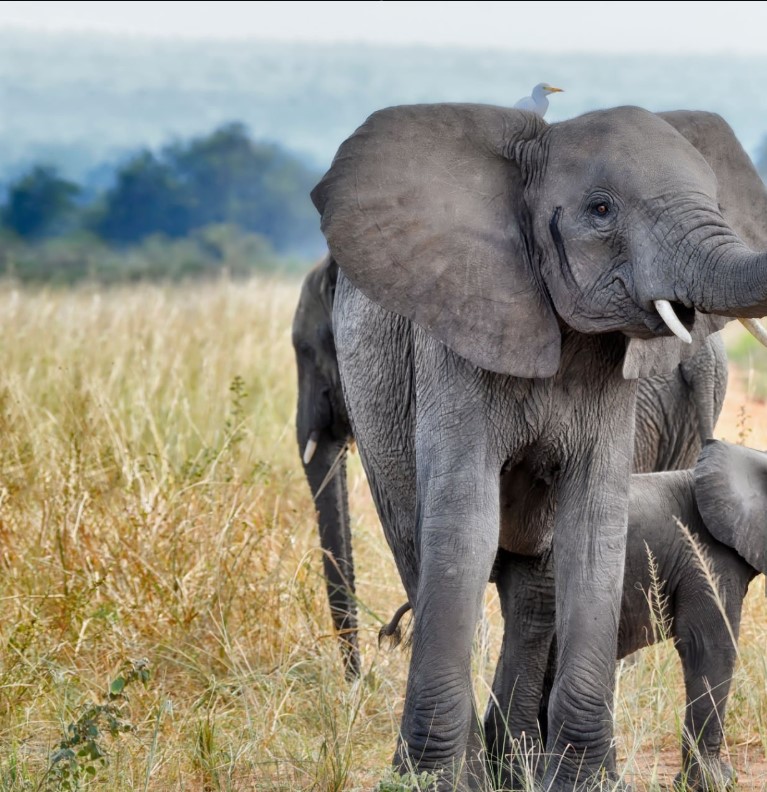 Lions and elephants during 4 Days Uganda Wildlife Tour